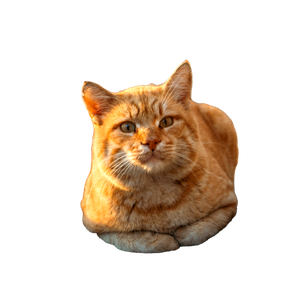 A Charming Orange Tabby Cat Relaxing On The Sidewalk During A Calm Autumn Morning. 15290 - Cat PNG image with transparent background